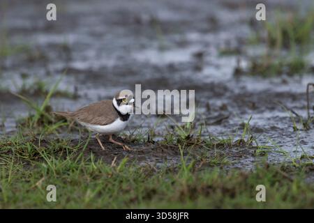 Plover / Flussregenpfeifer ( Charadrius dubius ), adulto in abito da riproduzione, alla ricerca di cibo, camminando su un prato bagnato. Foto Stock