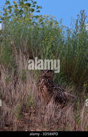 Gufo eurasiatico / Europaeischer Uhu ( bubo bubo ), adulto, seduto, guardando, allungando il collo, caccia al crepuscolo, al calar della notte, fauna selvatica, Europa. Foto Stock