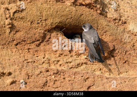 Sand Martin / Bank Swallow / Uferschwalbe ( Riparia riparia), coppia, seduto insieme, flirtando al loro nido in una riva del fiume, osservando la fauna selvatica, l'Europa. Foto Stock