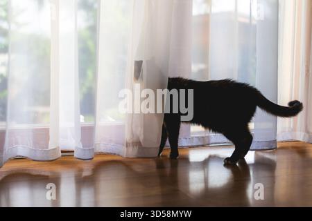 Curioso gatto nero che si nasconde dietro la tenda e sbircia fuori dalla finestra. Animali domestici che soggiornano da soli a casa. Luce naturale soffusa, atmosfera accogliente e accogliente Foto Stock