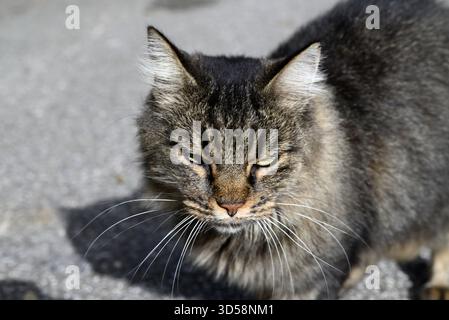 Gatto tigre che si aggira su una strada di cemento. Luce autunnale. Dettagli della pelle di gatto, degli occhi degli animali, delle gambe e dei baffi. I colori sono verde, giallo, arancione, Foto Stock