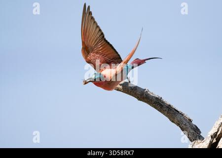 Southern Carmine Bee-Eater, Merops nubicoides, decolla da una diramazione. South Luangwa National Park, Zambia Foto Stock