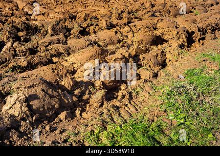 Primo piano di terreno appena arato con erba verde sul lato. Foto Stock