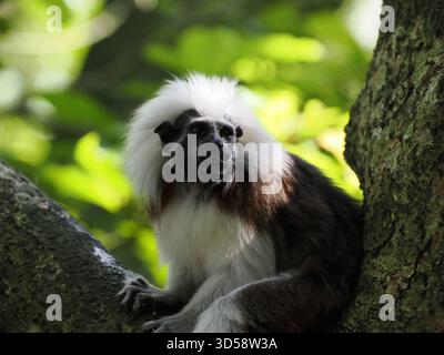 Una scimmia Tamarin in cotone (Saguinus edipus) con la sua iconica criniera bianca, seduta su un ramo d'albero. Foto Stock