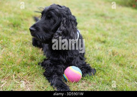 cocker spaniel inglese di quattro anni nel verde Foto Stock