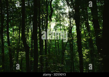 Fasci solari che attraversano una nebbia nella foresta di Holosiiv Foto Stock