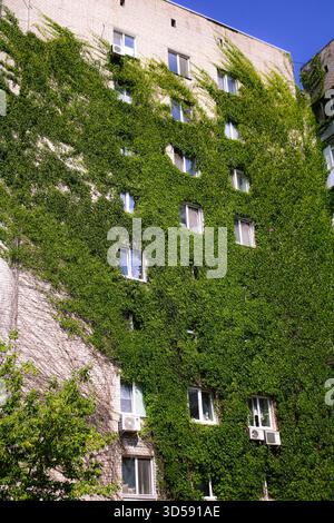Una vecchia casa in decadenza ricoperta di edera. A Kiev. un muro ricoperto di uva Foto Stock