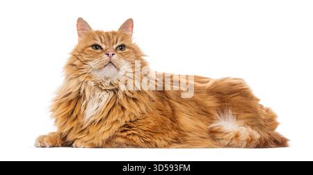 Zenzero gatto siberiano sdraiato e rivolto verso l'alto, isolato su sfondo bianco Foto Stock