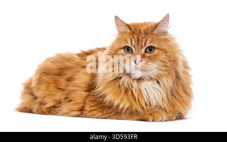 Gatto siberiano allo zenzero sdraiato e rivolto in avanti su sfondo bianco Foto Stock