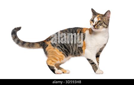 Foto in studio di un gatto calico su sfondo bianco, che guarda oltre le spalle Foto Stock