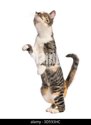 Gatto giocoso in piedi sulle zampe posteriori, che si alza con le zampe e guarda in alto con curiosità Foto Stock