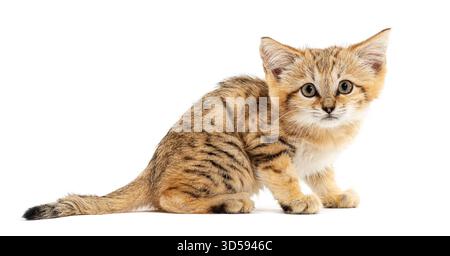Adorabile gatto di sabbia seduto e dall'aspetto curioso, isolato sul bianco Foto Stock