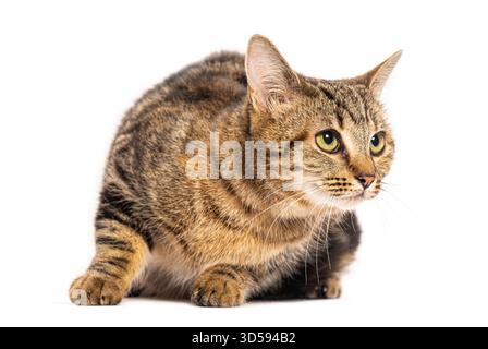 Gatto europeo shorthair accovacciato e guardato attentamente di lato, isolato sul bianco Foto Stock