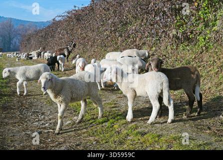 gregge di ovini e agnelli che pascolano in campo Foto Stock