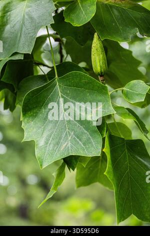 Foglie verdi e cialda di semi acermaturi del tulipano Liriodendron tulipifera appeso a un ramo in luce naturale Foto Stock