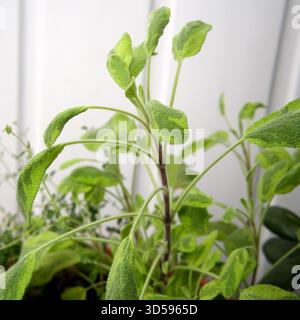 Le fresche erbe verdi fioriscono sotto la luce del sole in un piccolo giardino con balcone. Foto Stock