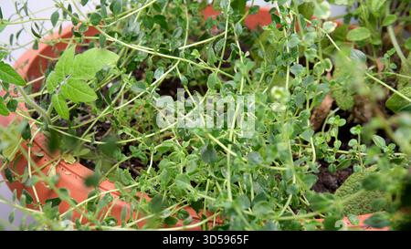 La vegetazione lussureggiante fiorisce in pentole di terracotta, assorbendo la luce del sole e nutrendo la crescita. Foto Stock