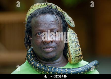 Jamaica, un serpente custode dello zoo Swamp Safari, mostra un boa giamaicano o un boa giamaicano o un serpente giallo. Foto Stock