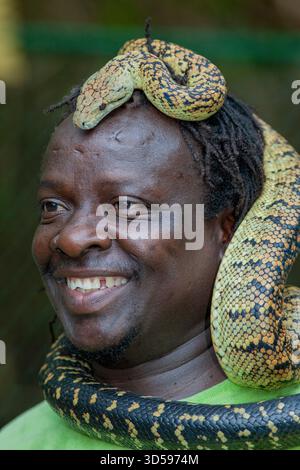 Jamaica, un serpente custode dello zoo Swamp Safari, mostra un boa giamaicano o un boa giamaicano o un serpente giallo. Foto Stock