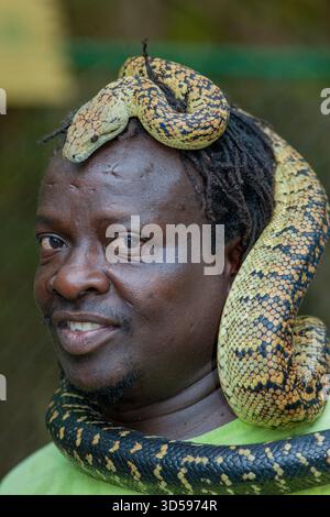 Jamaica, un serpente custode dello zoo Swamp Safari, mostra un boa giamaicano o un boa giamaicano o un serpente giallo. Foto Stock