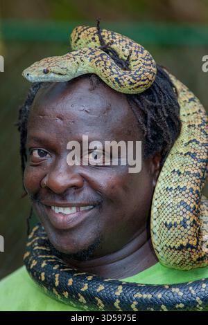 Jamaica, un serpente custode dello zoo Swamp Safari, mostra un boa giamaicano o un boa giamaicano o un serpente giallo. Foto Stock