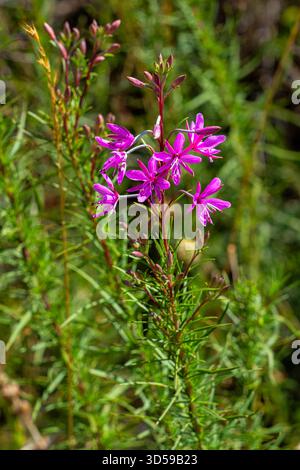 La pianta di salice delle Fleischer, Epilobium fleischeri Hochst., mostra delicati fiori rosa tra il verde del fogliame. Foto Stock