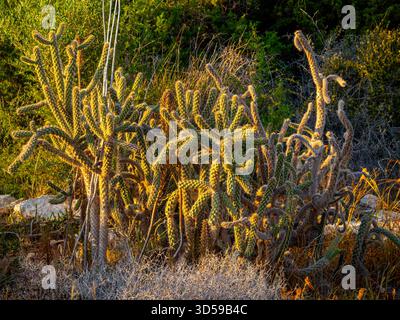 Vista ravvicinata della pianta di cactus che cresce in un giardino subtropicale. Foto Stock