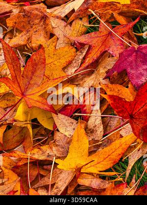 Primo piano di foglie d'autunno colorate con fogliame rosso, arancione e giallo che creano una texture naturale di stagione. Sfondo natura verticale Foto Stock