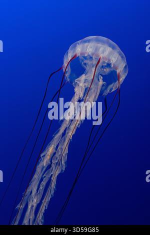 Atlantic Sea Nettle alla deriva in una mostra sulle acque blu al Monterey Bay Aquarium in California. Foto Stock