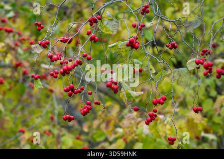 Bacche rosse di biancospino (Crataegus) su sfondo sfocato. Ramoscello con bacche rosse di biancospino su sfondo sfocato autunnale. Clima autunnale. Foto Stock