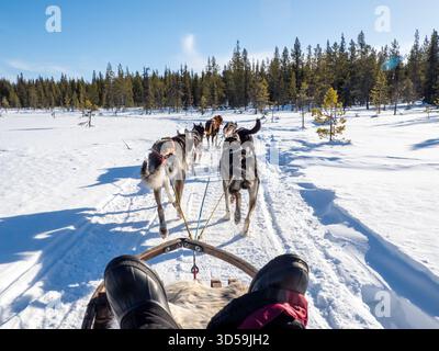Slitta trainata da cani attraverso la foresta innevata vicino al fiume Torne e Kiruna nel nord della Svezia. Circolo polare artico, Lapponia svedese, Europa settentrionale. Foto Stock