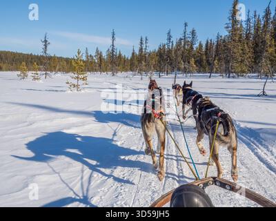 Slitta trainata da cani attraverso la foresta innevata vicino al fiume Torne e Kiruna nel nord della Svezia. Circolo polare artico, Lapponia svedese, Europa settentrionale. Foto Stock