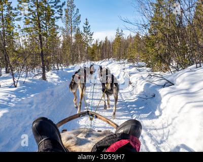 Slitta trainata da cani attraverso la foresta innevata vicino al fiume Torne e Kiruna nel nord della Svezia. Circolo polare artico, Lapponia svedese, Europa settentrionale. Foto Stock