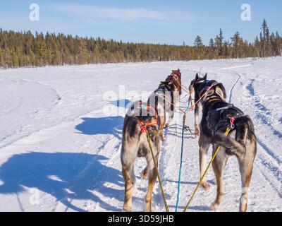Slitta trainata da cani attraverso la foresta innevata vicino al fiume Torne e Kiruna nel nord della Svezia. Circolo polare artico, Lapponia svedese, Europa settentrionale. Foto Stock