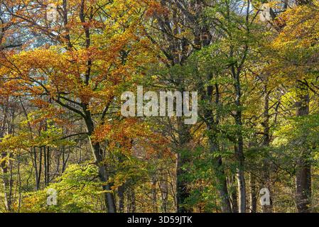 Faggi europei / faggi comuni (Fagus sylvatica) con fogliame in colori autunnali gialli, marroni e verdi / colori autunnali nelle foreste latifoglie Foto Stock