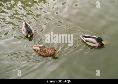 Russia, Mosca, 13.11.2025 tre anatre selvatiche, due maschi e una femmina, che nuotano tranquillamente nell'acqua verde dello stagno. Fotografia naturalistica e naturalistica. Foto Stock