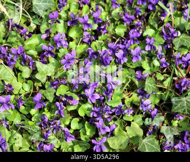 Grappolo selvatico di viole canine comuni (Viola riviniana) in primavera Foto Stock
