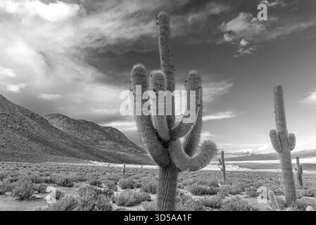 Cardón cactus su un'arida collina andina sotto una zona di luce solare, Sausalito, Jujuy, Argentina. Nuvole spettacolari, paesaggio desertico, nessuna gente. Foto Stock
