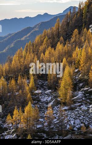Larici autunnali (Larix), Alpe Salei, Valle di Onsernone, Cantone di Tessin, Svizzera Foto Stock