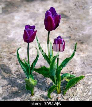 La danza dei tre tulipani viola Foto Stock