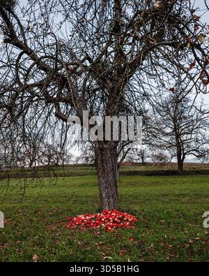 Frutti caduti colorati in autunno ai piedi di un albero a Mössingen, Germania. Foto Stock