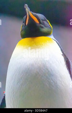 Pinguino re in un acquario. Abitante delle regioni sub-antartiche e della seconda specie di pinguini più grande. Foto Stock