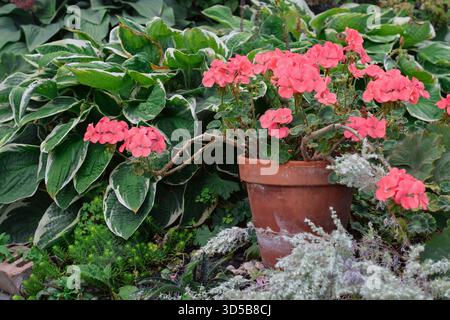 pelargonium rosa geranio che cresce in una pentola di terracotta rustica collocata tra le piante in un giardino perenne Foto Stock
