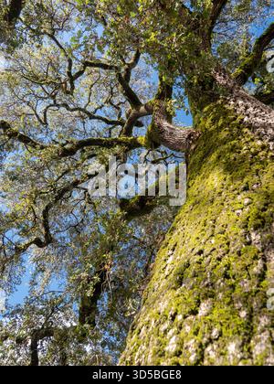 Vista ad angolo basso che si affaccia su un grande albero di quercia ricoperto di muschio verde, con rami tortuosi e foglie illuminate dal sole che si estendono su un cielo blu brillante. Foto Stock