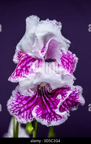 Una lussureggiante foto macro verticale di due fiori di Streptocarpus con profonde venature viola e bordi bianchi morbidi, in contrasto luminoso con un smoot Foto Stock