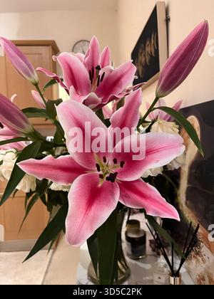 Freschi gigli rosa in piena fioritura disposti in un vaso all'interno con luce naturale soffusa in una casa a Hull, Inghilterra. Foto Stock
