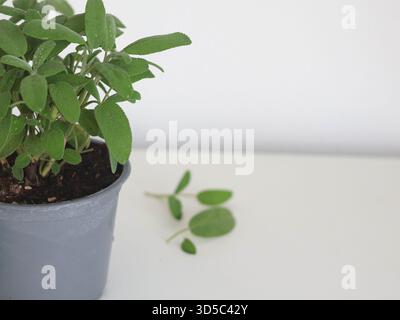 Salvia in erba. Spezie fatte in casa per cucinare in cucina. Aromi e nutrizione per la salute. Foto Stock