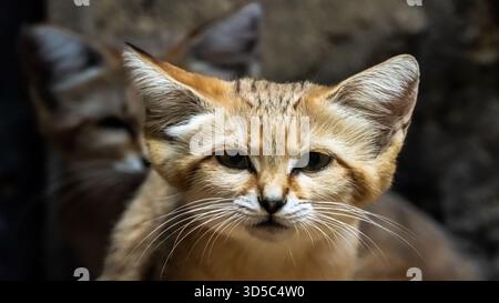 Il bellissimo ed estremamente carino gatto di sabbia è ben attrezzato per sopravvivere in una tana, attraverso il caldo della giornata, a temperature superiori ai 50 C.. Foto Stock