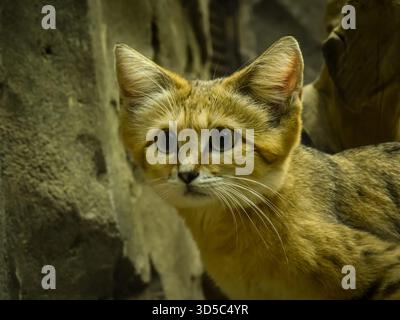 Il bellissimo ed estremamente carino gatto di sabbia è ben attrezzato per sopravvivere in una tana, attraverso il caldo della giornata, a temperature superiori ai 50 C.. Foto Stock