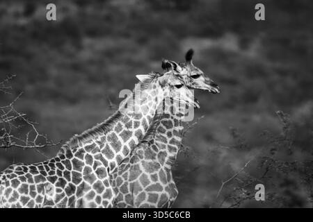 Un paio di giraffe e un vitello fornivano intrattenimento nelle verdi colline di Kwa Zulululand Foto Stock